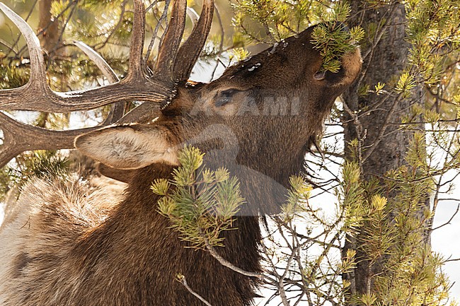 Elk (Cervus canadensis) foraging on tree at Yellowstone National Park stock-image by Agami/Caroline Piek,