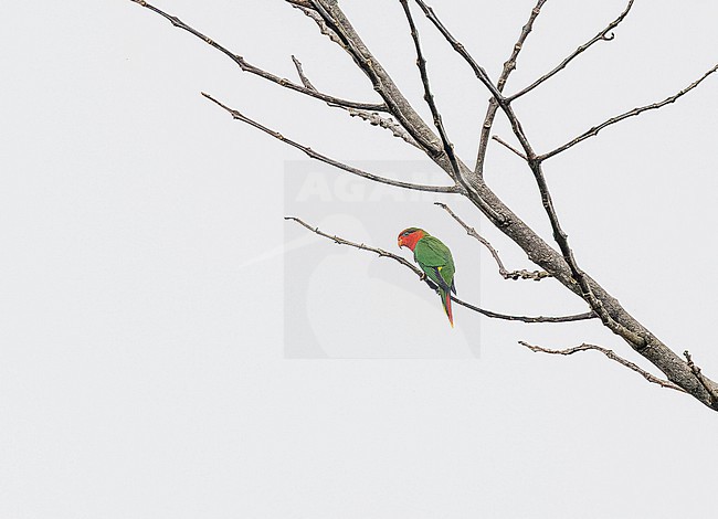 Fairy Lorikeet (Charmosynopsis pulchella) in West Papua, Indonesia. stock-image by Agami/Pete Morris,