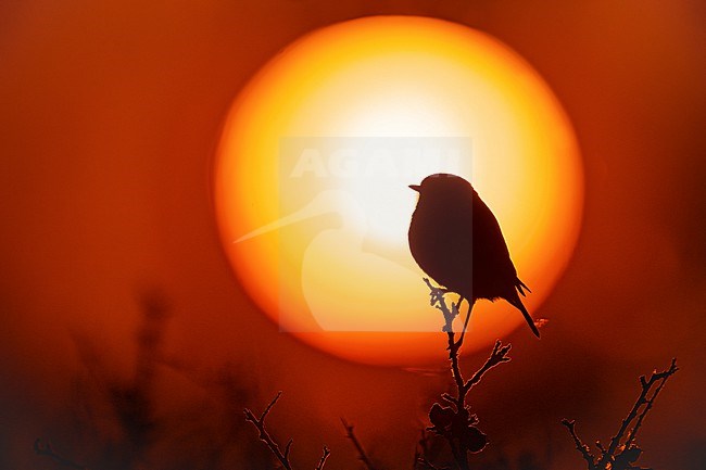 European Stonechat (Saxicola rubicola) in Italy. stock-image by Agami/Daniele Occhiato,