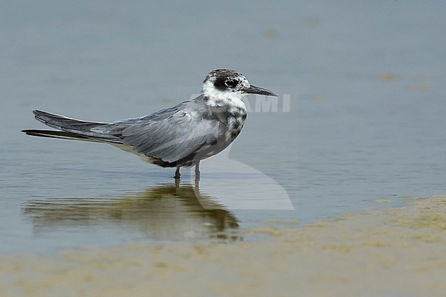 Adult American Black Tern (Chlidonias niger surinamensis) in transition to breeding plumage on beach at Galveston County, Texas, USA, in April 2016. stock-image by Agami/Brian E Small,