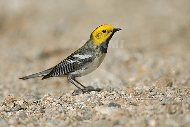 Adult male breeding
Riverside Co., CA
May 2007 stock-image by Agami/Brian E Small,
