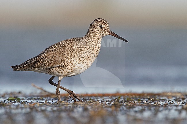 Willet (Catoptrophophorus semipalmatus) in a mudflat in Alberta, Canada. stock-image by Agami/Glenn Bartley,