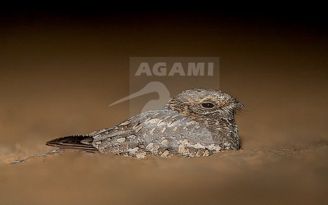 Nubian Nightjar (Caprimulgus nubicus tamaricis) just south of the Dead Sea in Israel. Resting in the sand at night. stock-image by Agami/Marc Guyt,