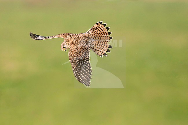 Torenvalk vliegend omlaag kijkend; Common Kestrel flying looking down; stock-image by Agami/Walter Soestbergen,