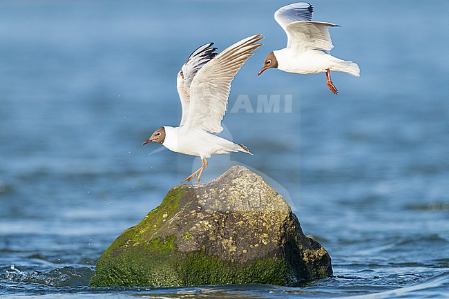  stock-image by Agami/Menno van Duijn,