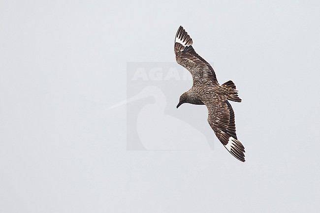 adult great skua (stercorarius skua) in flight and activly moulting, found offshore at the German Beight / North Sea stock-image by Agami/Mathias Putze,