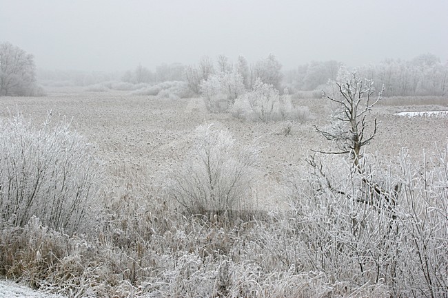 Lepelaarplassen Almere Netherlands covered in hoar-frost; Lepelaarplassen Almere Nederland bedekd met rijp stock-image by Agami/Karel Mauer,