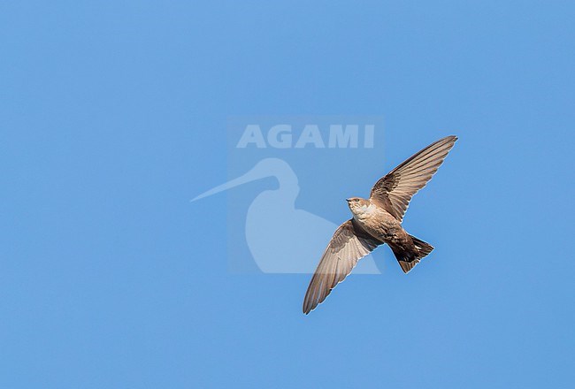 Crag Martin (Ptyonoprogne rupestris) in Spain. stock-image by Agami/Marc Guyt,
