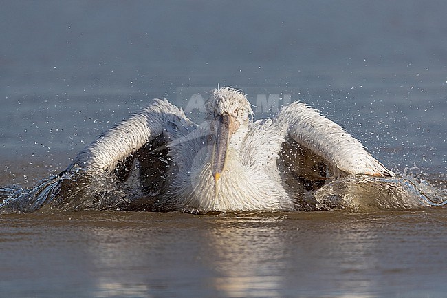Bathing Dalmatian pelican (Pelecanus crispus) at Lake Kerkini stock-image by Agami/Mathias Putze,