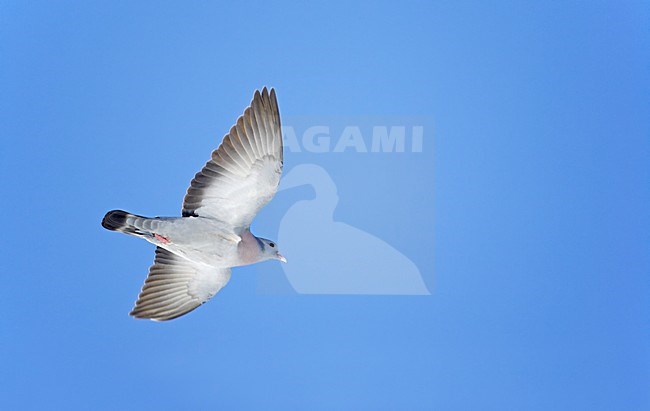 Holenduif in de vlucht; Stock Dove in flight stock-image by Agami/Markus Varesvuo,