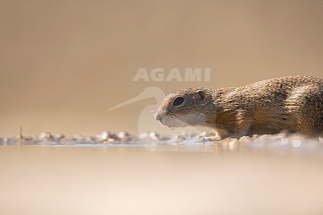 stock-image by Agami/Han Bouwmeester,