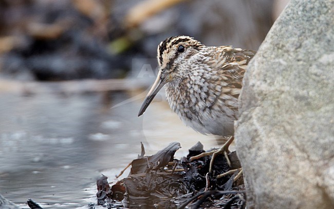 Bokje tussen rotsen en zeewier; Jack Snipe amidst boulders ans seaweed stock-image by Agami/Markus Varesvuo,