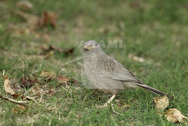 Jungle Babbler (Argya striata) at Khajuraho, India stock-image by Agami/Helge Sorensen,