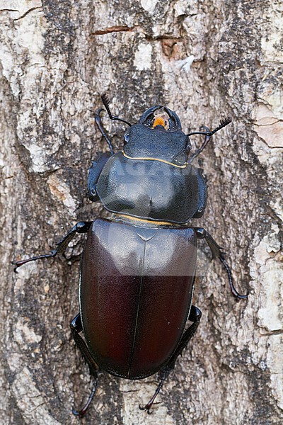 Lucanus cervus - Hirschkäfer, Germany (Baden-Württemberg), imago, female stock-image by Agami/Ralph Martin,