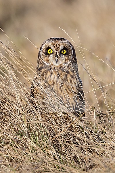 Adult 
Vancouver, B.C., Canada
January 2013 stock-image by Agami/Brian E Small,