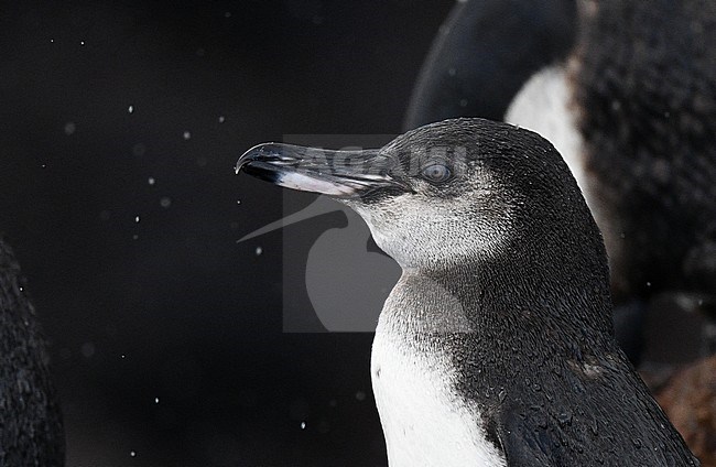 Galapagos Penguin (Spheniscus mendiculus) on the Galapagos islands. Closeup of the head. stock-image by Agami/Laurens Steijn,
