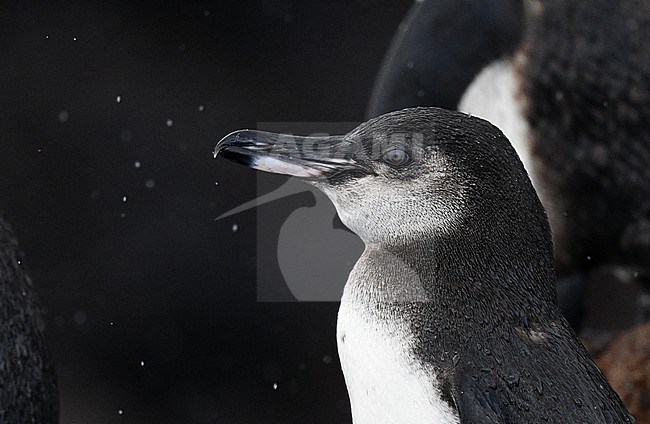 Galapagos Penguin (Spheniscus mendiculus) on the Galapagos islands. Closeup of the head. stock-image by Agami/Laurens Steijn,