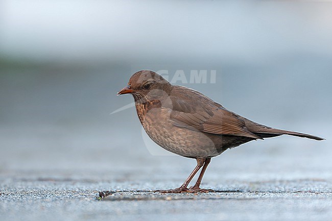 Wintering female Common Blackbird (Turdus merula) in urban park in the Netherlands. stock-image by Agami/Marc Guyt,