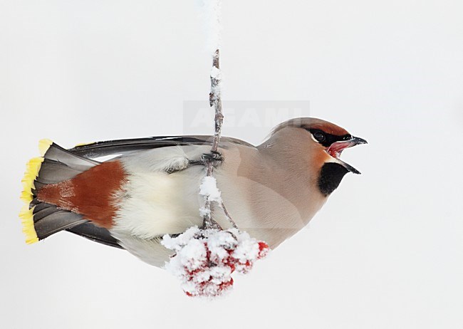 Volwassen Pestvogel foeragerend op bessen in de winter; Adult Bohemian Waxwing foraging on berries in winter stock-image by Agami/Markus Varesvuo,