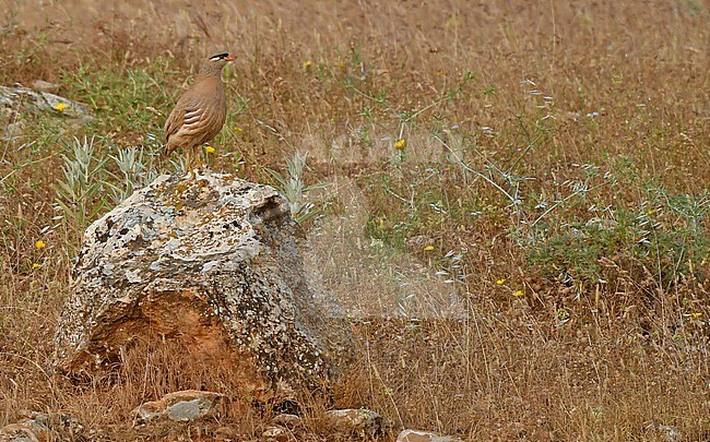 See-See Partridge, Ammoperdix griseogularis, standing on the ground. stock-image by Agami/Eduard Sangster,
