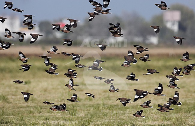 Grote groep Treurmaina\'s in de vlucht; Large flock of Common Mynas in flight stock-image by Agami/Markus Varesvuo,