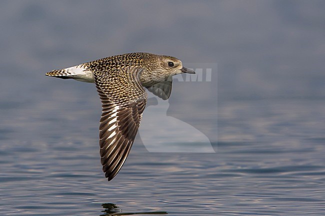 Zilverplevier; Grey Plover stock-image by Agami/Daniele Occhiato,
