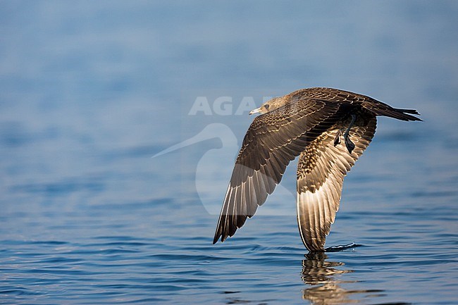 First-winter Arctic Skua (Stercorarius parasiticus) on an inlake lake in Germany (Baden-Württemberg). Taking off from the water surface. stock-image by Agami/Ralph Martin,