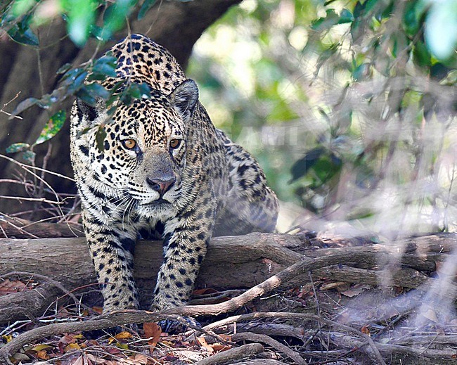Jaguar (Panthera onca) in the Pantanal, Mato Grosso, Brazil. stock-image by Agami/Laurens Steijn,