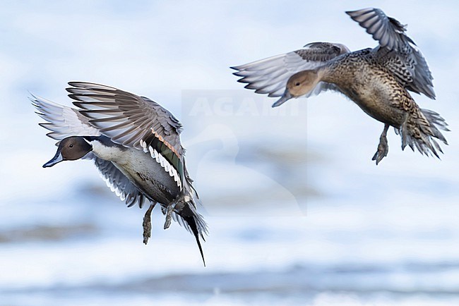 Adult male and female Northern Pintails (Anas acuta) in flight going to land stock-image by Agami/Mathias Putze,