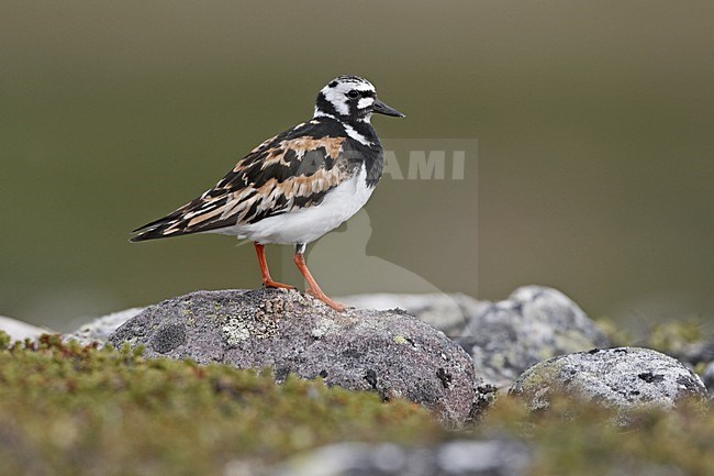 Ruddy Turnstone adlut standing on a rock; Steenloper volwassen zomerkleed staand op een steen stock-image by Agami/Jari Peltomäki,