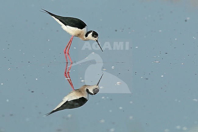 Male Black-winged Stilt looking for food in shallow water. The reflection is almost perfect. stock-image by Agami/Renate Visscher,