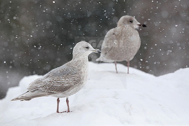 Kumliens Meeuw, Kumlien's Gull, Larus glaucoides kumlieni stock-image by Agami/Chris van Rijswijk,