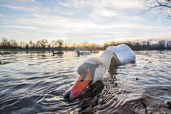 Adult Mute Swan (Cygnus olor) swimming on a lake in Germany (Baden-Württemberg). stock-image by Agami/Ralph Martin,
