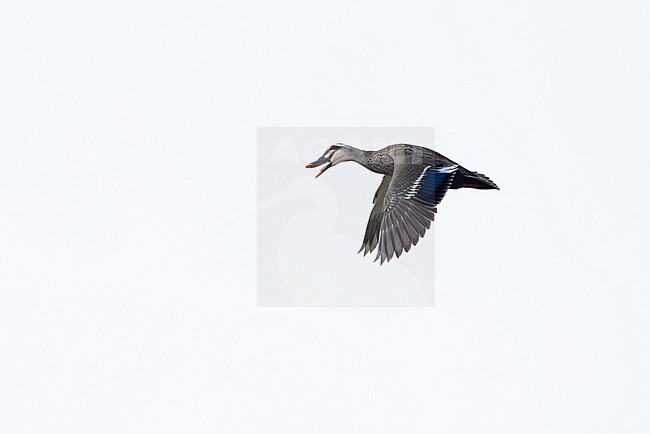 calling Eastern Spot-billed Duck or Chinese Spot-billed Duck (Anas zonorhyncha) in flight, found in Choibalsan in Dornod Aimag in Mongolia stock-image by Agami/Mathias Putze,