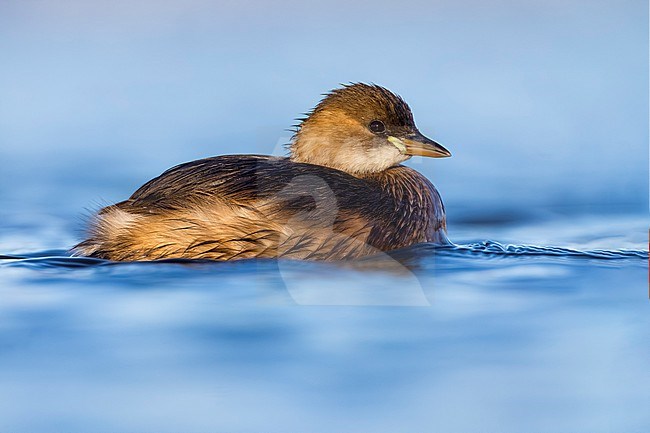 Little Grebe (Tachybaptus ruficollis) in Italy. Swimming on a lake. stock-image by Agami/Daniele Occhiato,