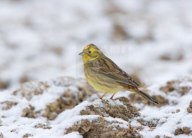 Mannetje Geelgors staand op besneeuwde akker. Male Yellowhammer standing on arable land with snowcover stock-image by Agami/Ran Schols,