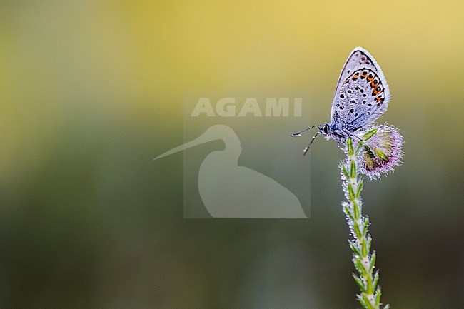 Male Silver-studded Blue stock-image by Agami/Wil Leurs,