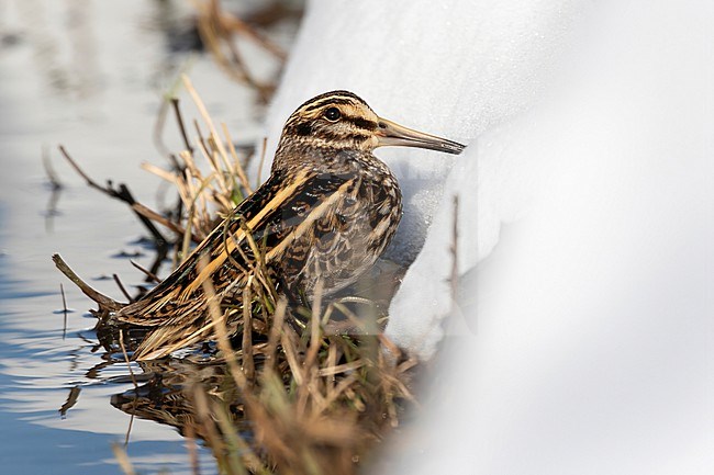 A Jacksnipe (Lymnocryptes minimus) is taking cover along a snow and grass covered edge of a stream. Winter time offeres unique opportunities to see this small snipe species. stock-image by Agami/Jacob Garvelink,