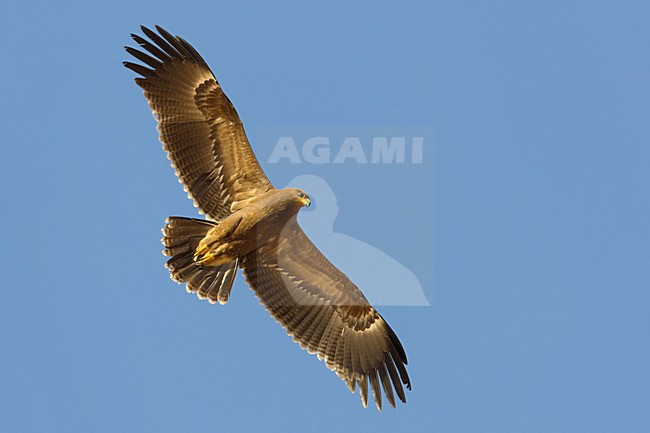 Juveniele Schreeuwarend in de vlucht; Juvenile Lesser Spotted Eagle in flight stock-image by Agami/Daniele Occhiato,