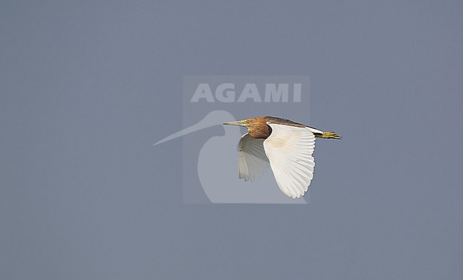 Javan Pond Heron (Ardeola speciosa) in flight at Petchaburi, Thailand stock-image by Agami/Helge Sorensen,