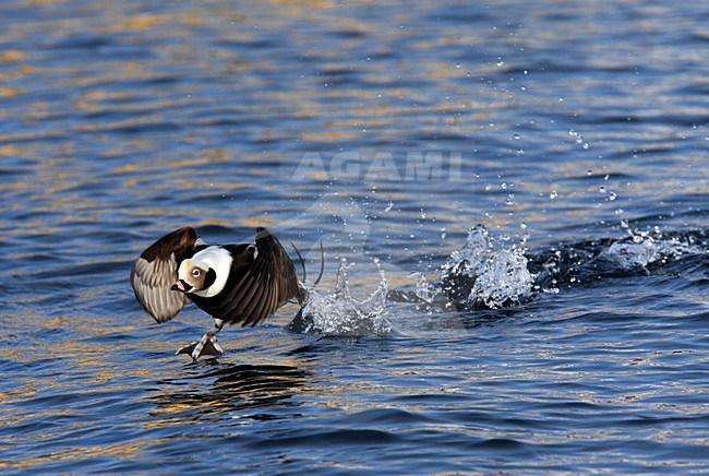 IJseend, Long-tailed Duck, Clangula hyemalis stock-image by Agami/Hugh Harrop,