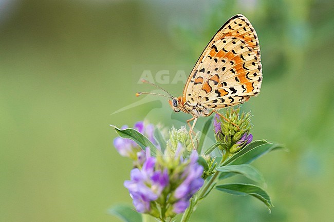 Spotted Fritillary (Melitaed didyma), side view of an adult perched on an Alfalfa (Medicago sativa) flower, Campania, Italy stock-image by Agami/Saverio Gatto,