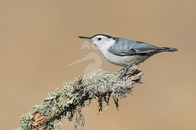 Adult male
Santa Barbara Co., CA
November 2022 stock-image by Agami/Brian E Small,