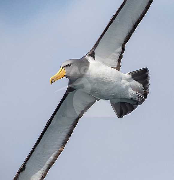Chatham Albatross (Thalassarche eremita) at sea off the Chatham Islands in New Zealand. Closeup of an adult flying close overhead. stock-image by Agami/Marc Guyt,
