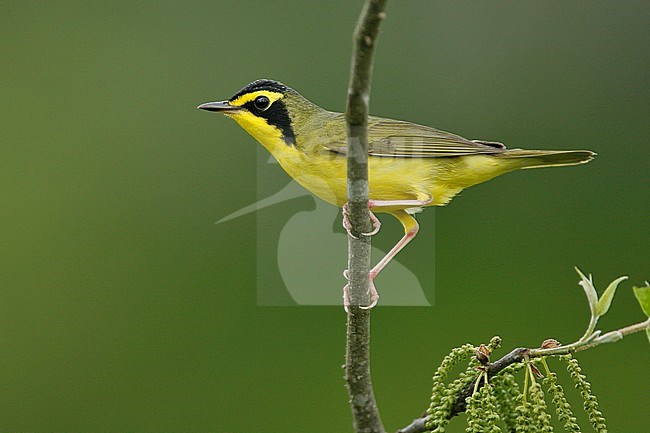 Adult male 
Grimes Co., TX
April 2007 stock-image by Agami/Brian E Small,