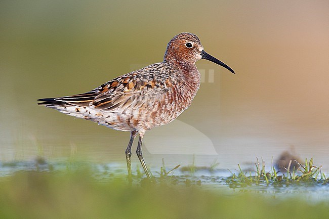 Curlew Sandpiper  (Calidris ferruginea), side view of an adult standing in the water, Campania, Italy stock-image by Agami/Saverio Gatto,