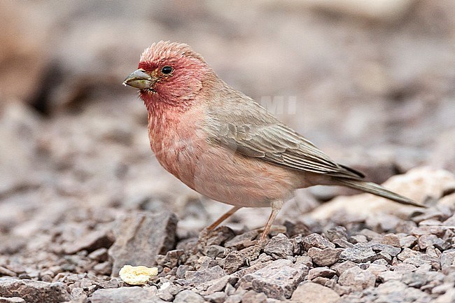 Male Sinai Rosefinch (Carpodacus synoicus) in a desert canyon near Eilat, Israel stock-image by Agami/Marc Guyt,