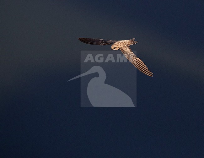 Alpine Swift (Apus melba) in flight in Spain. Seen from above against a blue background. stock-image by Agami/Marc Guyt,