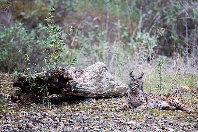 Iberian lynx (Lynx pardinus) in Cordoba, Spain. Laying on the ground. stock-image by Agami/Oscar Díez,