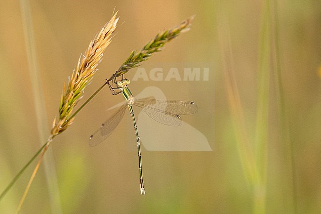 Migrant Spreadwing (Lestes barbarus) clinging to a blade of grass, with the vegetation producing a green and yellow background, in France. stock-image by Agami/Sylvain Reyt,
